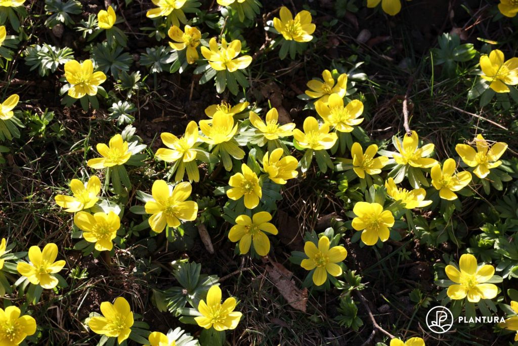 Yellow winter aconite flowers