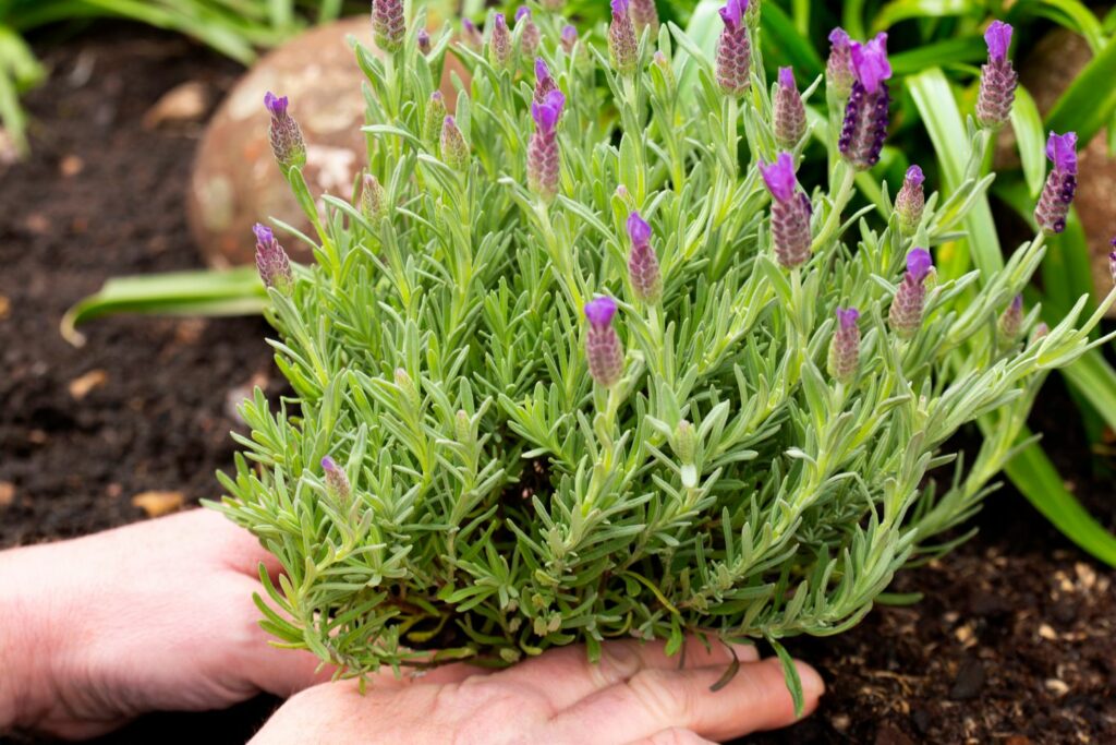 Transplanting young lavender plant
