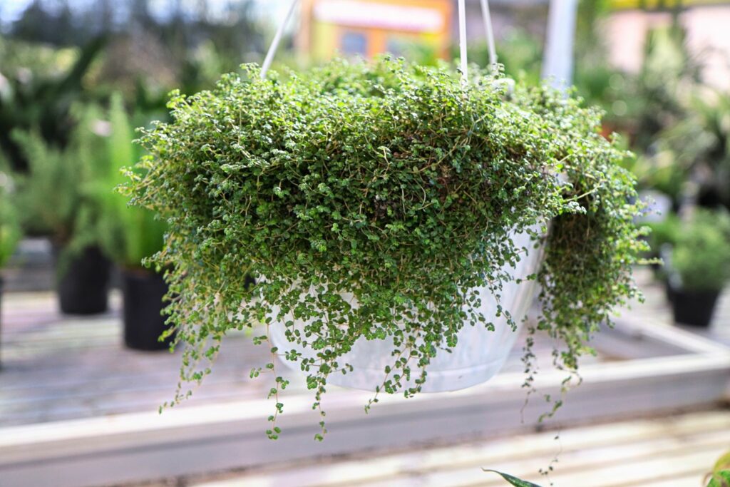 Baby's tears plant in hanging basket