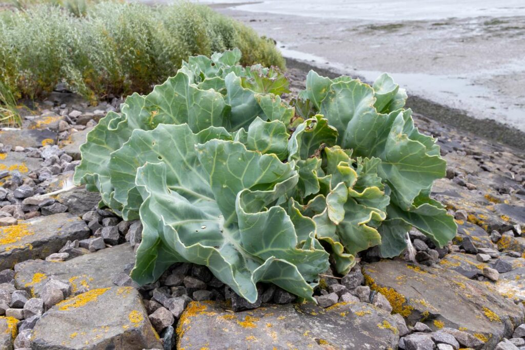 Sea kale growing on stony beach