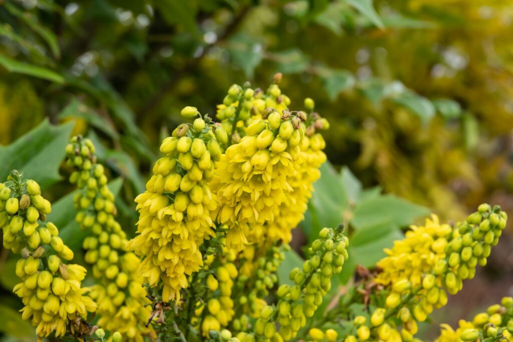 yellow flowering beal’s mahonia
