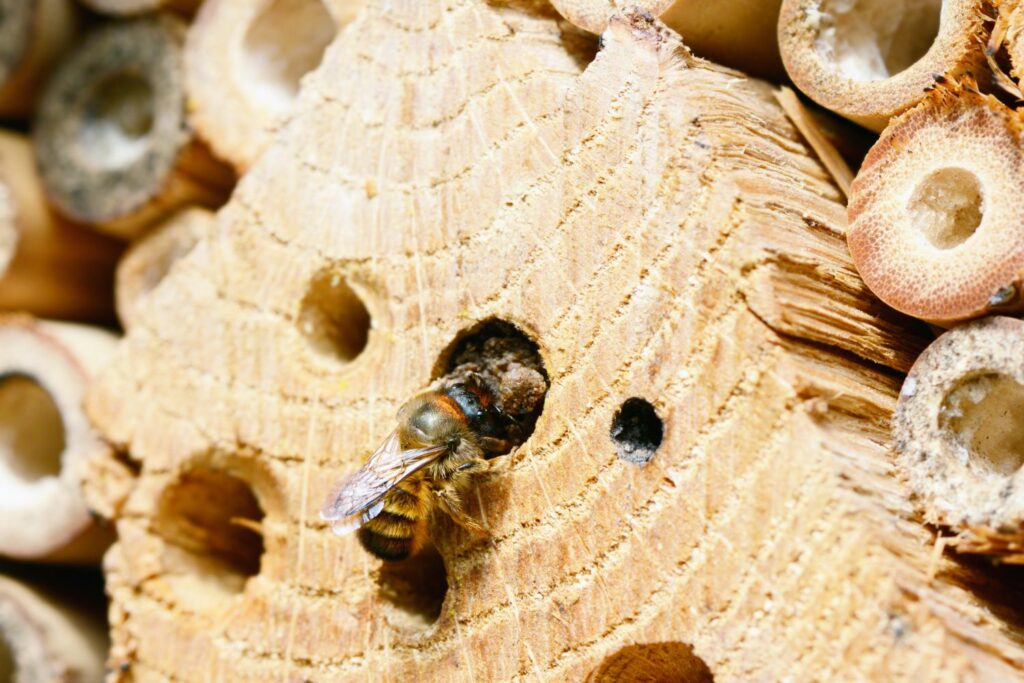 a bee laying eggs