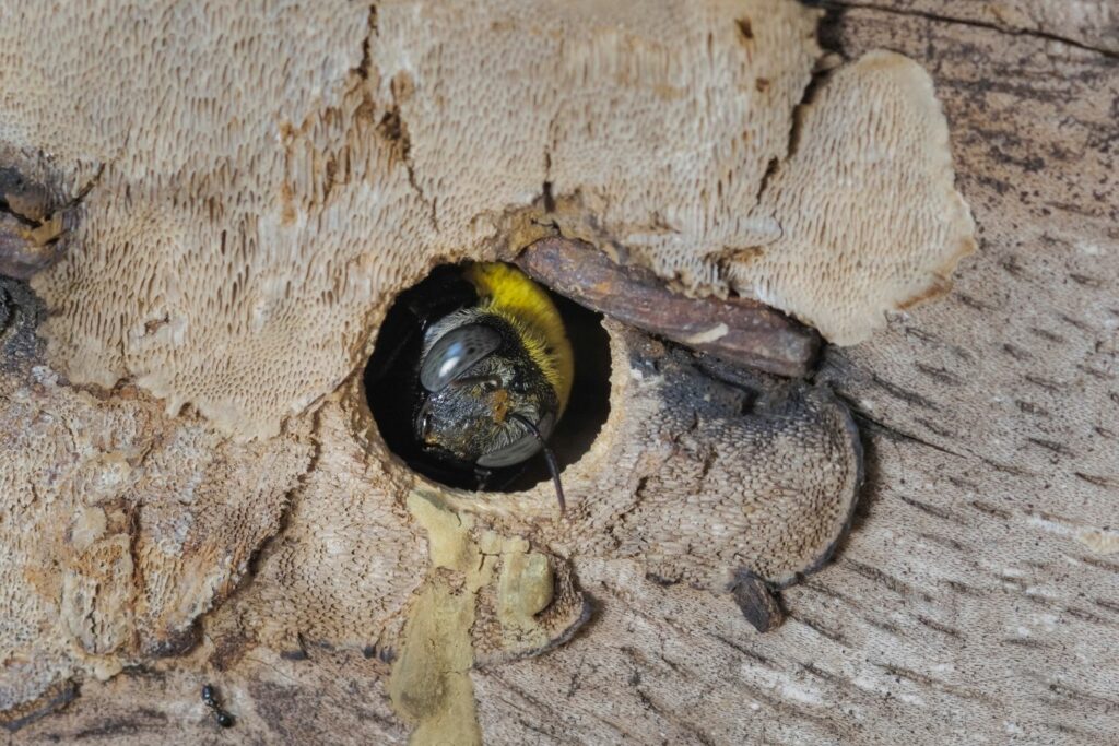 carpenter bee sheltering in nest