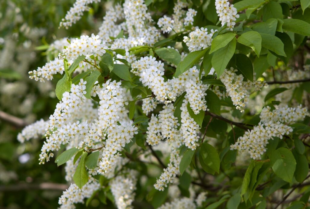 fragrant white flowers of bird cherry