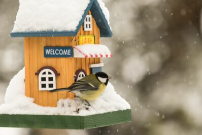How to make a bird feeder: instructions & ideas