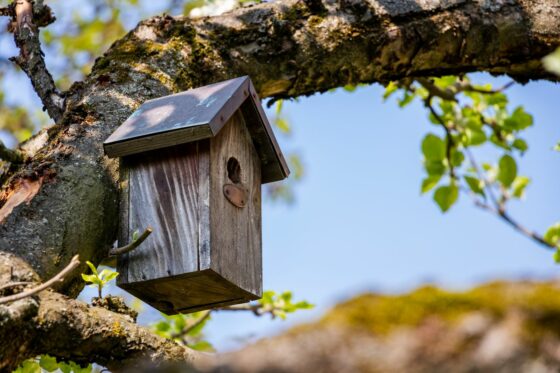 How to make a bird box