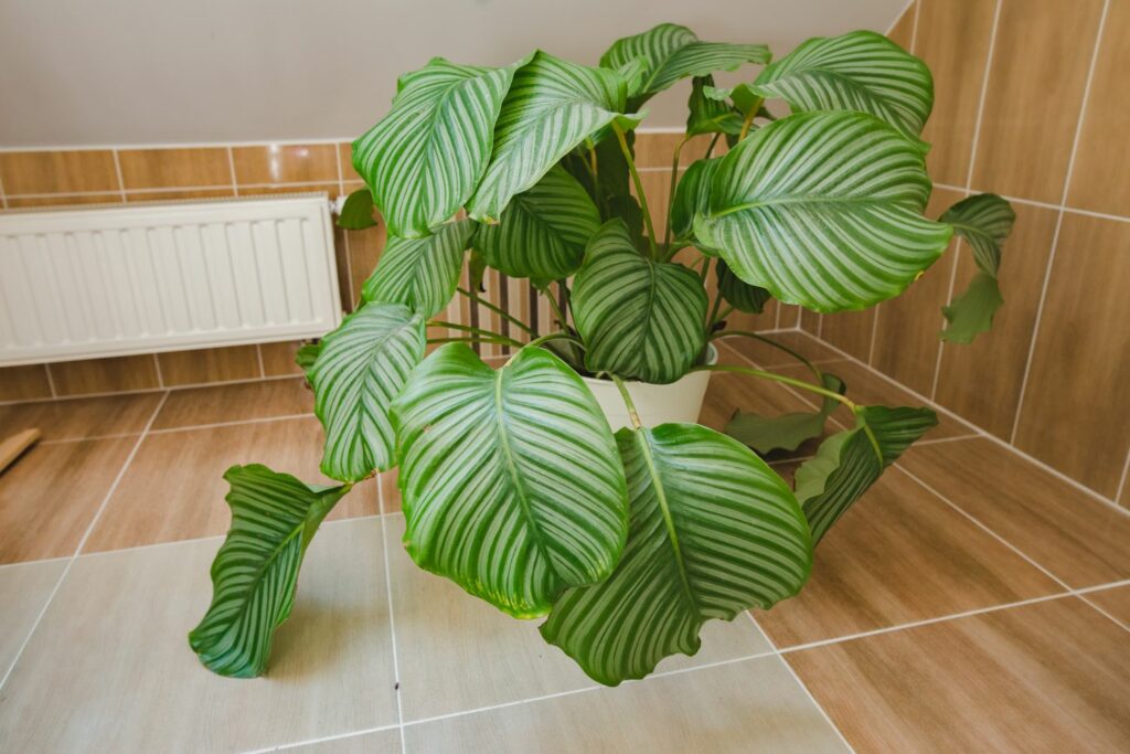Large calathea orbifolia with drooping leaves