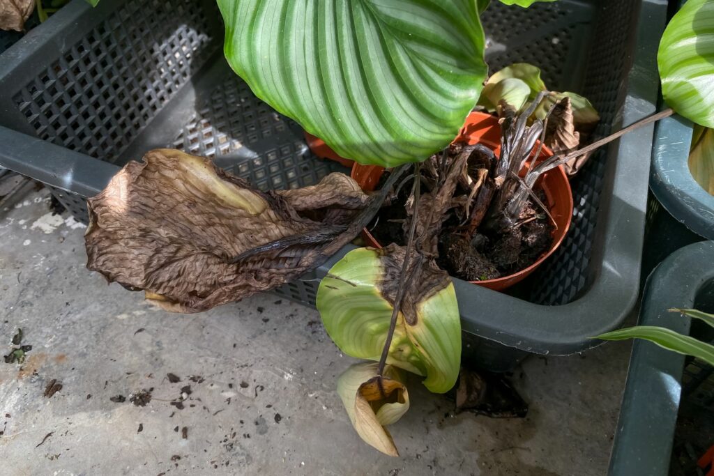 Calathea with browning leaves