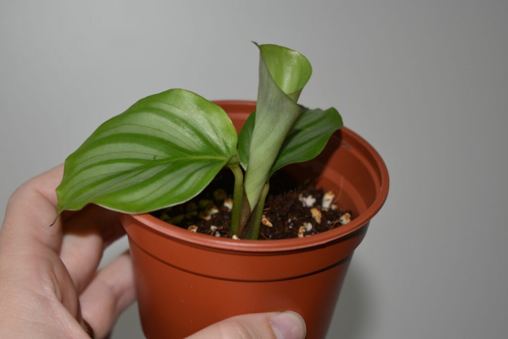 Young calathea plant in nursery pot