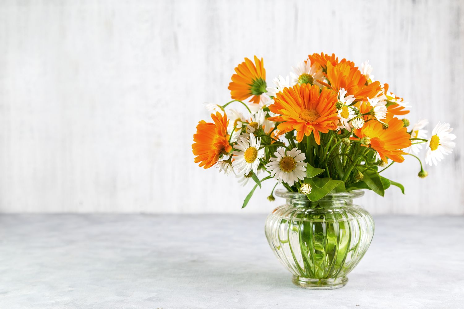 Calendula how to grow & use Plantura