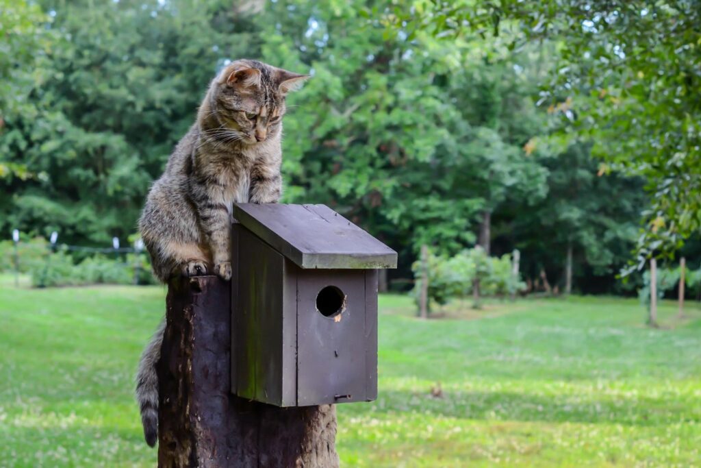 Cat looking down on a nest box