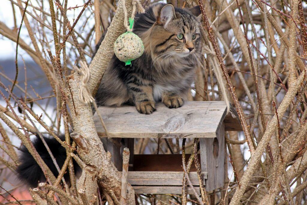 cat on a bird feeder