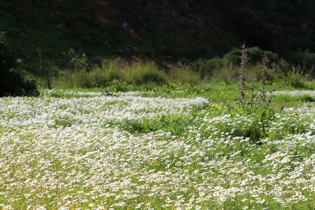 field full of chamomile flowers