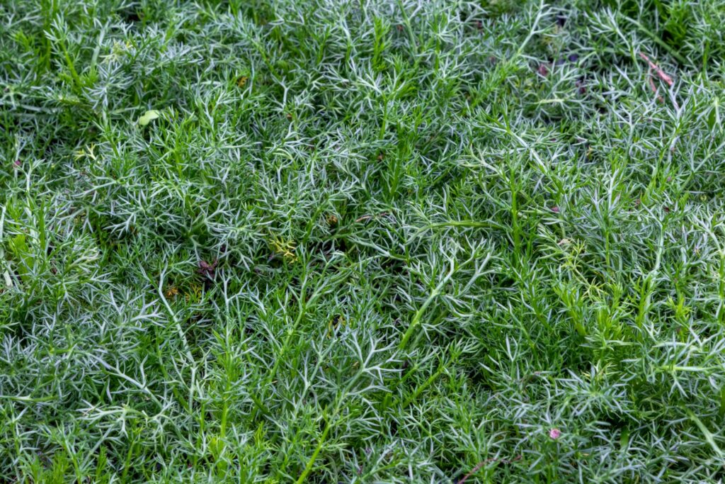 green chamomile plant without flowers