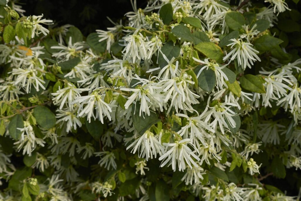 Loropetalum chinense with white flowers and green foliage