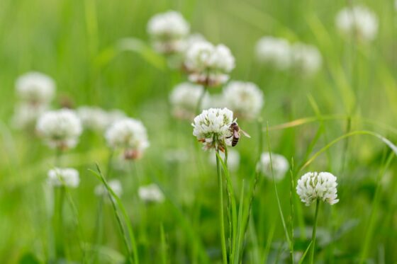 How to get rid of clover in the lawn