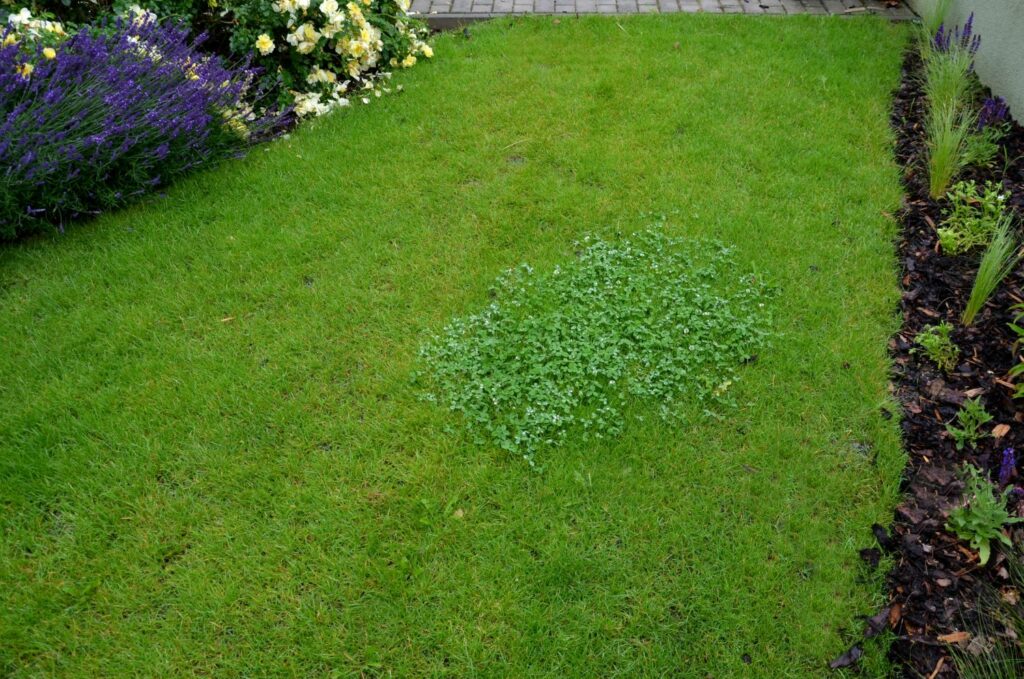 patch of clover on lawn