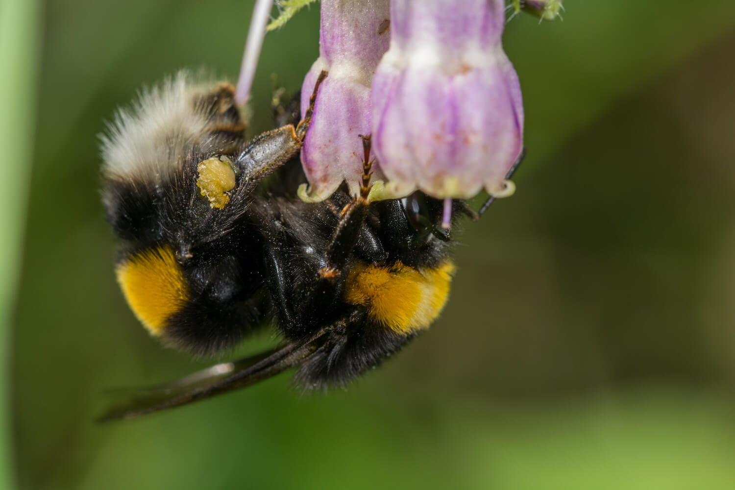 Comfrey: planting & caring for the medicinal herb - Plantura