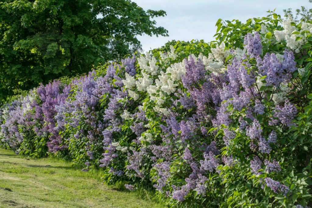 White, blue and violet flowering lilac hedge