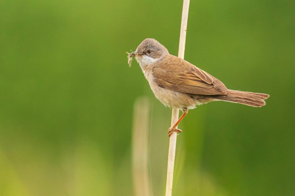 Greater whitethroat perched on stick 