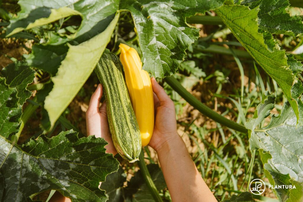 yellow and green courgettes