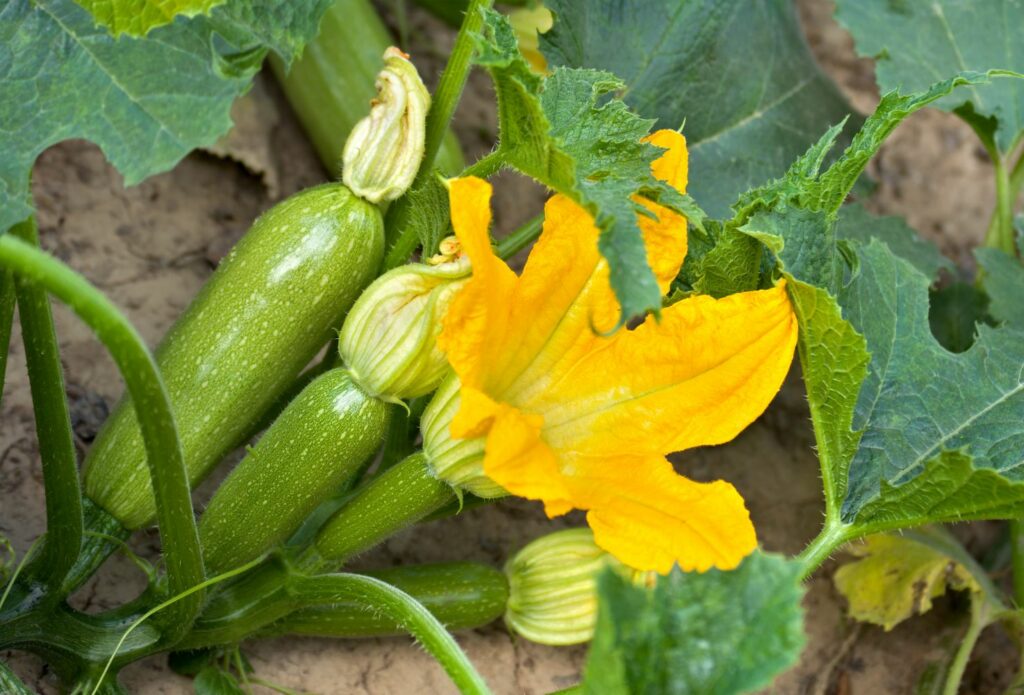 Courgette plant sprouting flowers