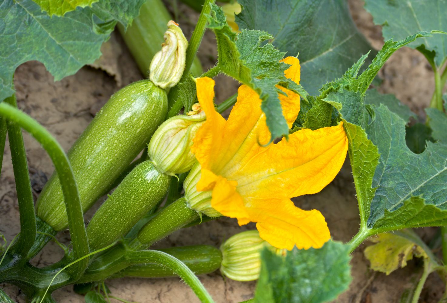 Courgette plant care: watering & more - Plantura