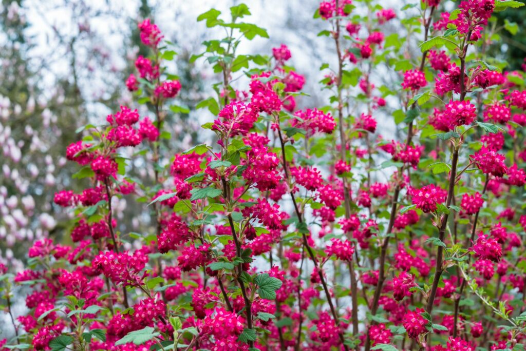 Flowering currant hedge with bright pink blossom