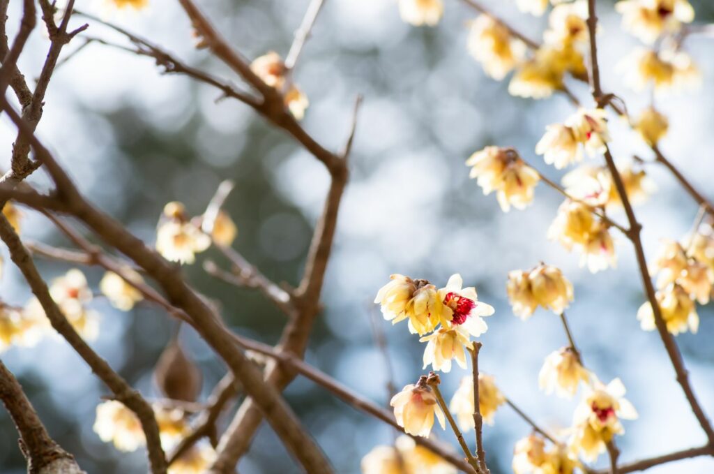 Cream-yellow blossom of wintersweet hedge