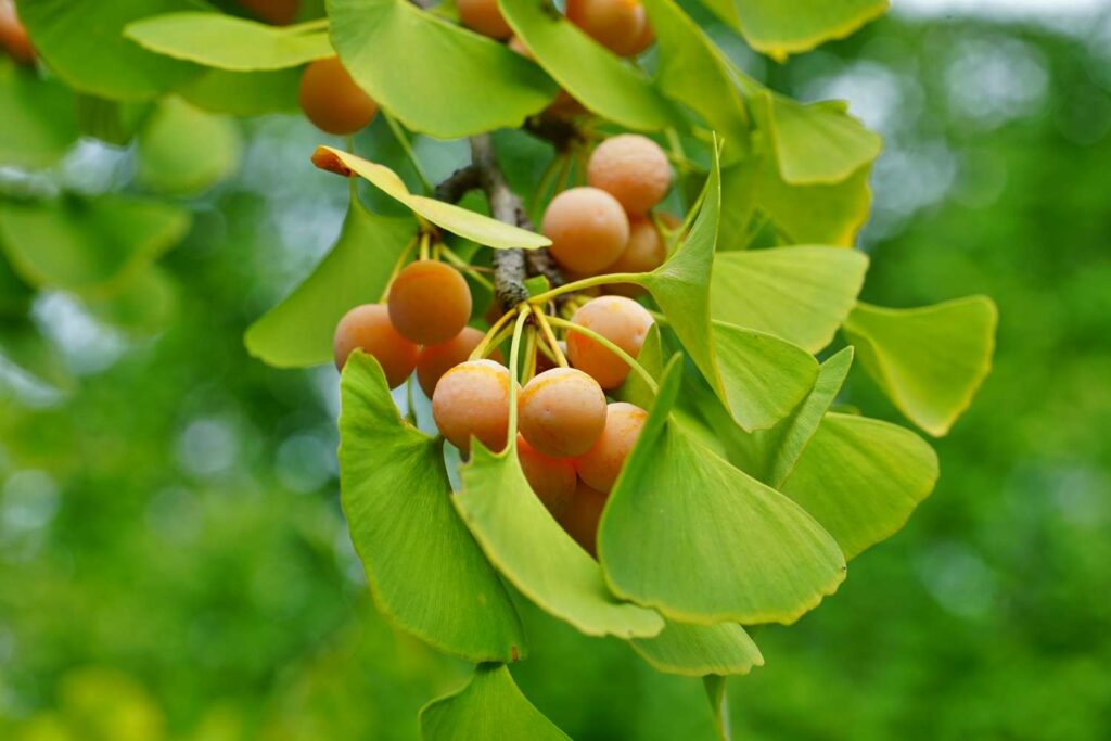 Ginkgo biloba tree with yellow fruit