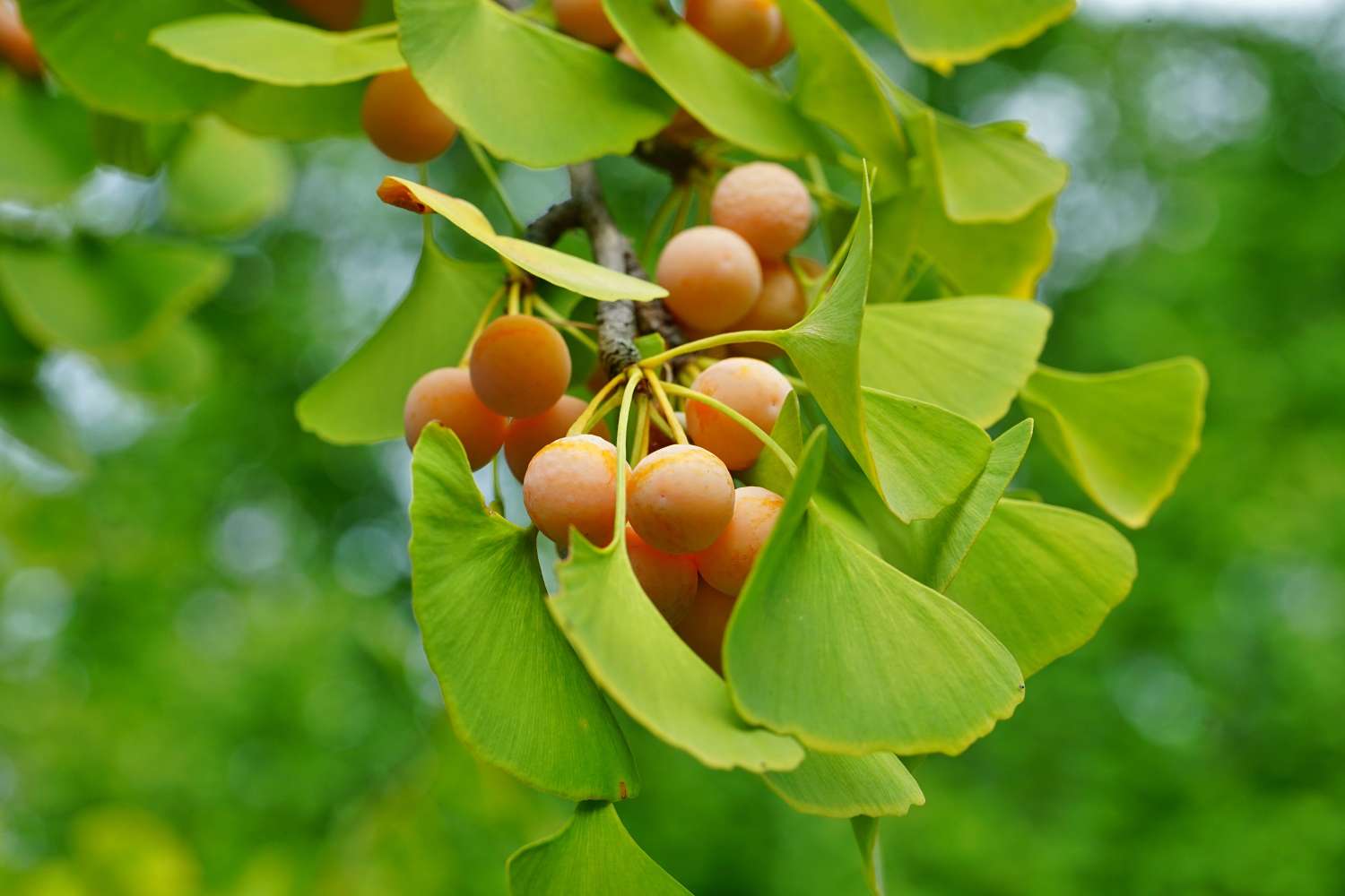 Ginkgo planting, maintaining & benefits Plantura