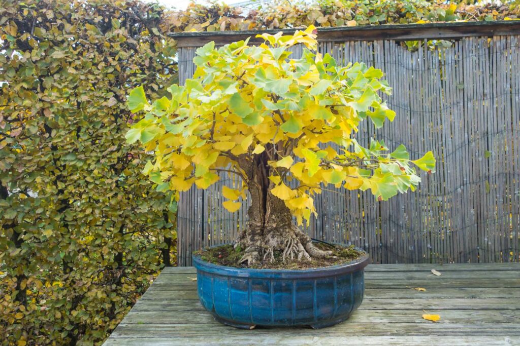 Bonsai ginkgo outdoors with yellow autumn leaves