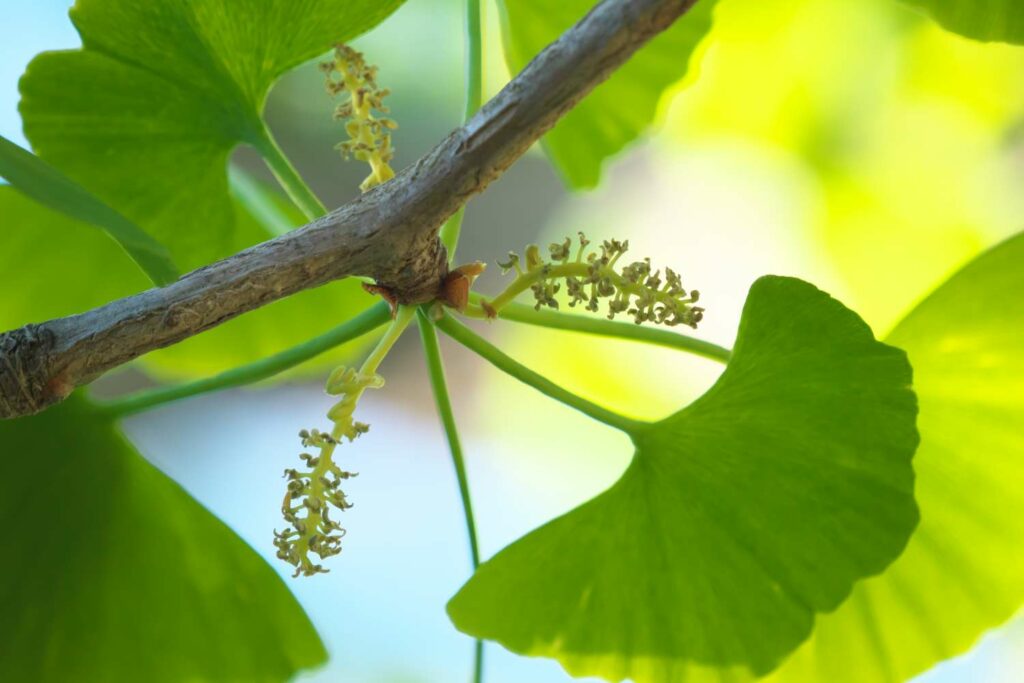 Ginkgo: planting, maintaining & benefits - Plantura