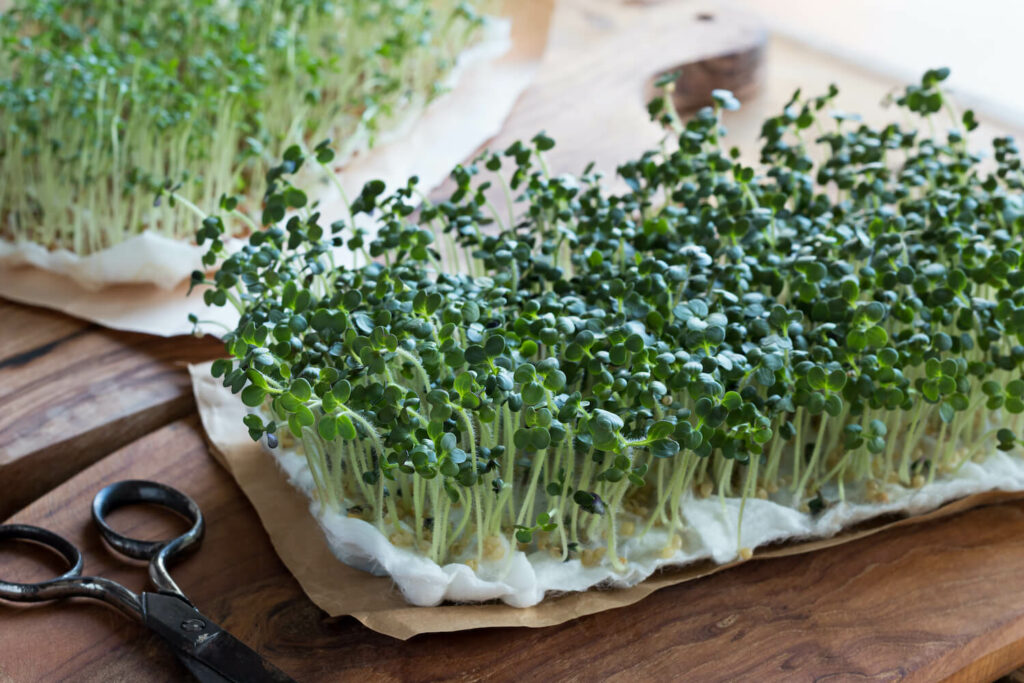 Growing cress on paper towel