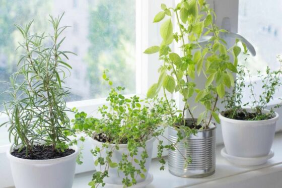 The best herbs for growing on a windowsill