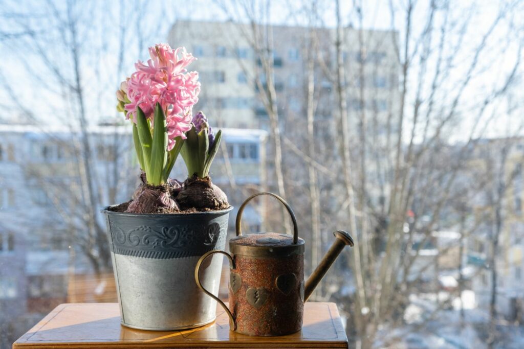 Sprouting hyacinth bulbs