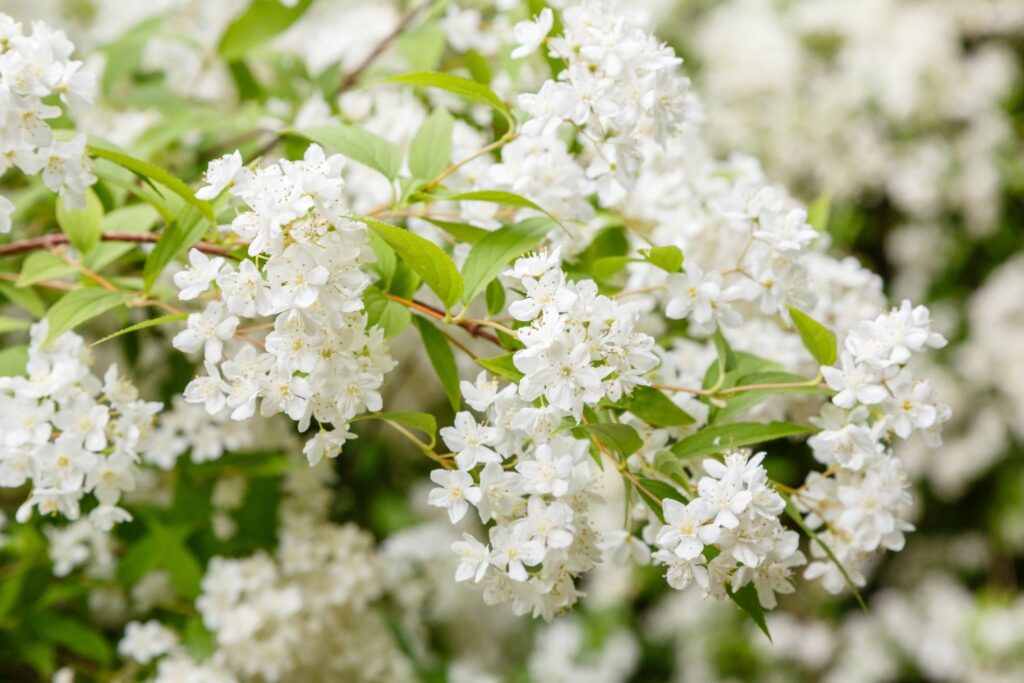 Deutzia gracilis hedge covered in white blossom