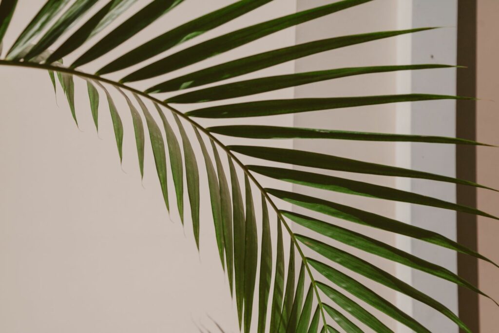 Kentia palm leaves