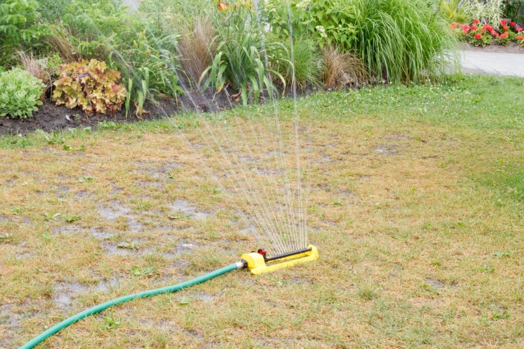 sprinkler watering brown grass