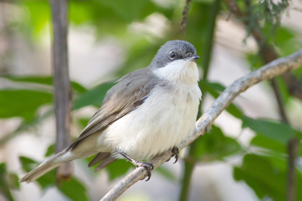 Lesser whitethroat perched on branch 