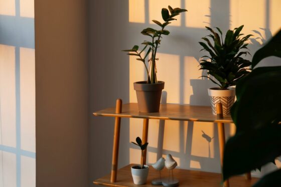 Low-light indoor plants: the best plants for dark rooms