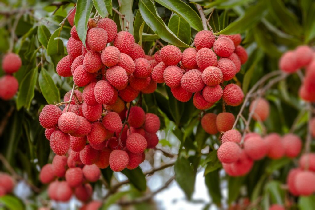 hanging ripe lychee clusters