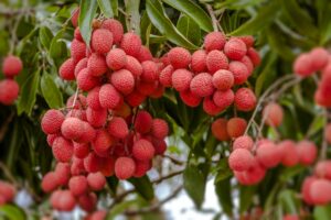 Lychee tree