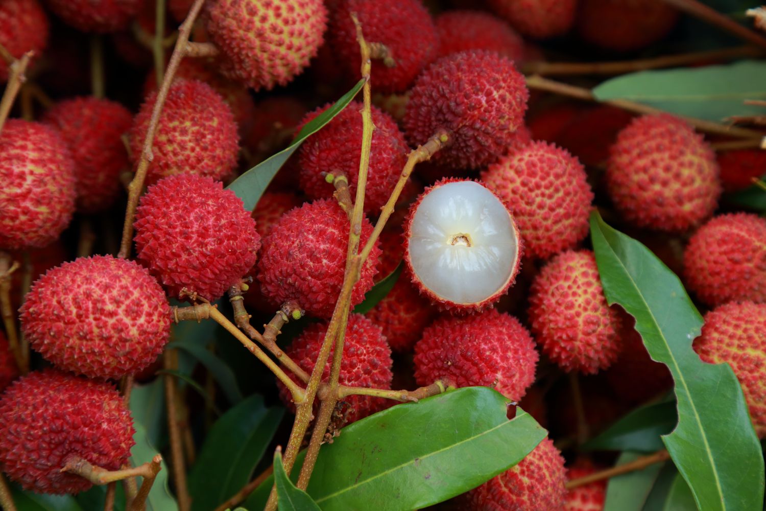 leeches fruit tree