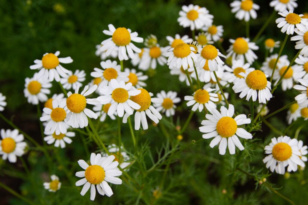 white and yellow chamomile flowers