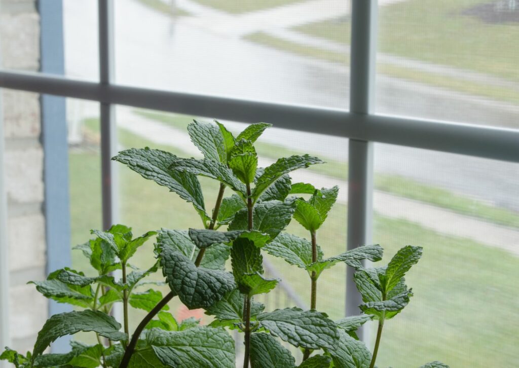 growing mint on the windowsill