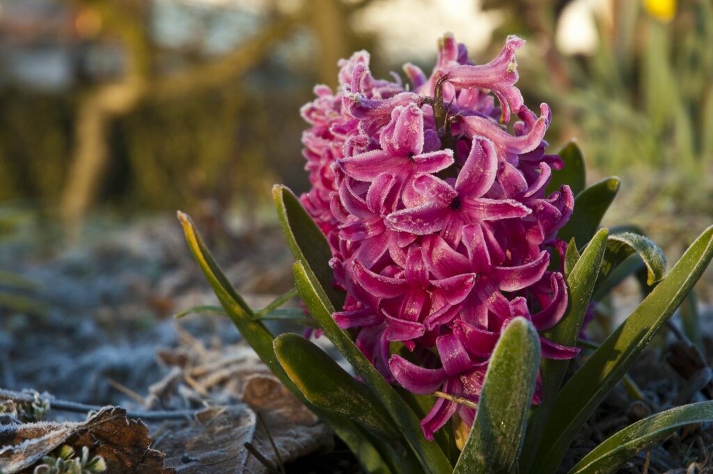 Frosty pink hyacinth flowers