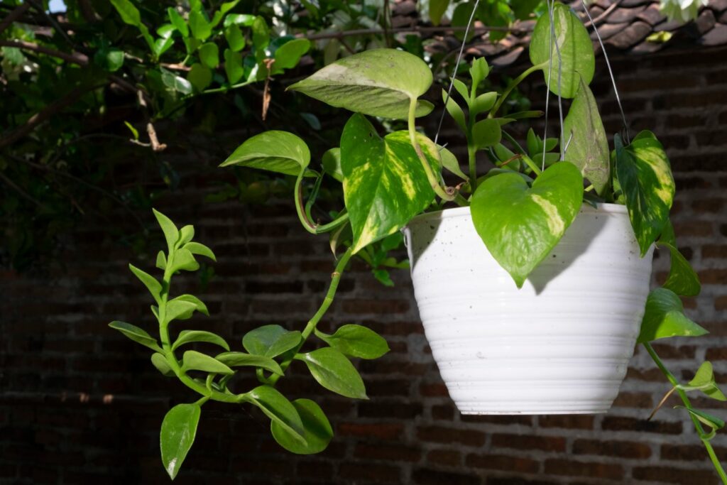 Pothos plant in hanging pot