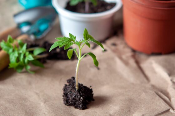 Transplanting & pricking out tomato seedlings: when, how & what soil