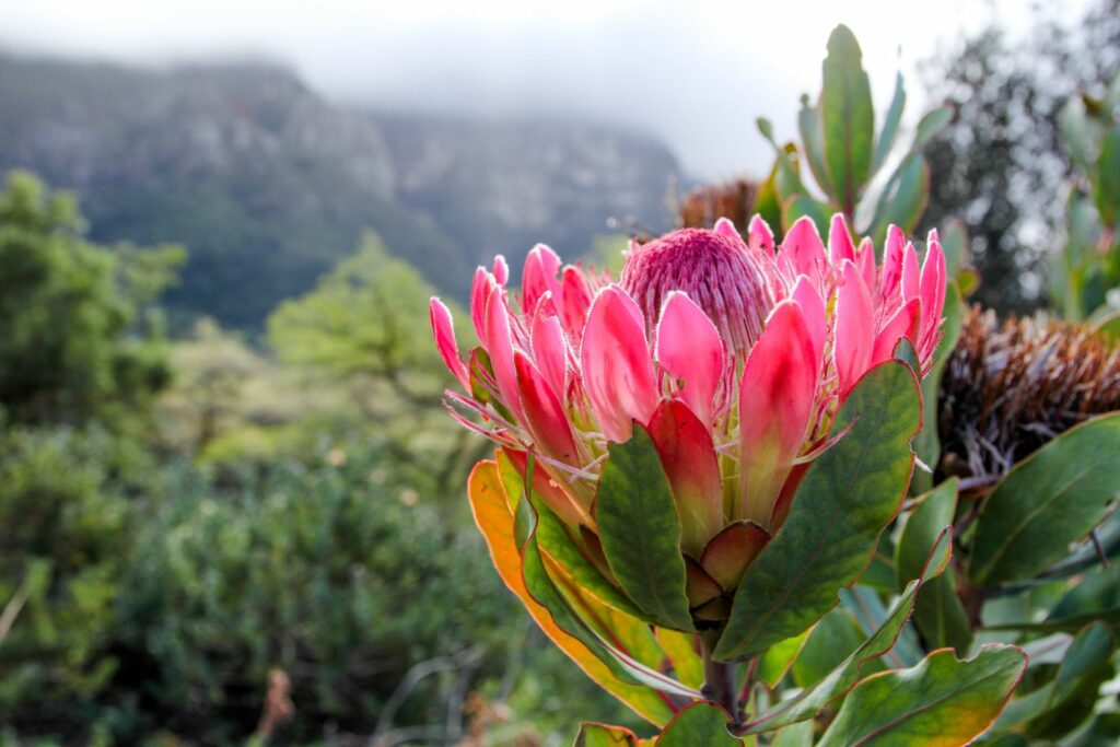 Brightly colored Duchess protea blossom
